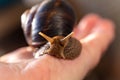 A large snail on a human hand. Pet, cosmetology and useful properties. A snail from the Helicidae family Royalty Free Stock Photo