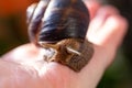 A large snail on a human hand. Pet, cosmetology and useful properties. A snail from the Helicidae family Royalty Free Stock Photo