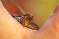 A large snail on a human hand. Pet, cosmetology and useful properties. A snail from the Helicidae family Royalty Free Stock Photo