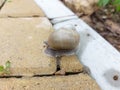 A large snail on a tile in the garden. Snail with a beautiful shell