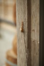 Large Snail on Wood Royalty Free Stock Photo