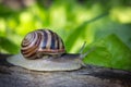 Large snail on wooden log Royalty Free Stock Photo