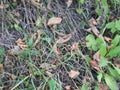 Snake hidden among dry plants and leaves, almost invisible.  perspicacity test Royalty Free Stock Photo