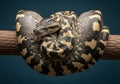 A large snake, possibly a carpet python (Morelia spilota), is coiled Royalty Free Stock Photo