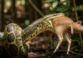 Reticulated python (Python reticulatus), is consuming a small Royalty Free Stock Photo