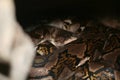 Reticulated python
