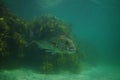 Large snapper in hazy water
