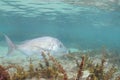 Large snapper in very shallow water
