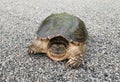 Snapping turtle, Chelydra serpentina front view