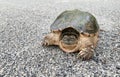 Snapping turtle, Chelydra serpentina with copy space
