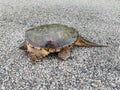 Snapping turtle, Chelydra serpentina on gravel road