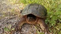 Large snapping turtle