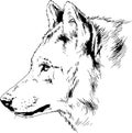 A large snarling wolf werewolf drawn in ink by hand on a white background Royalty Free Stock Photo