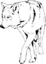 A large snarling wolf werewolf drawn in ink by hand on a white background