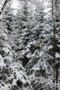 Large snow covered fir or pine trees in a forest in Switzerland, Europe. Cloudy day, no people Royalty Free Stock Photo