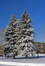 Large snow-covered fir trees in the city Royalty Free Stock Photo