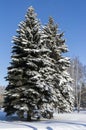 Large snow-covered fir trees in the city Royalty Free Stock Photo