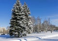 Large snow-covered fir trees in the city Royalty Free Stock Photo