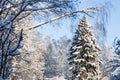 large snow-covered spruce tree in snowy city park Royalty Free Stock Photo