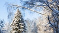 large snow-covered spruce tree in snowy forest Royalty Free Stock Photo