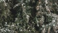 large snow particles on juniper branches Royalty Free Stock Photo