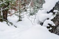 A large snowdrift in the forest. Frosty winter day