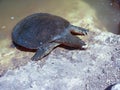 A large soft-bodied turtle - Trionychoidea - living in the river Alexander in Israel climbs out of the water onto the rocks