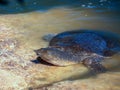 A large soft-bodied turtle - Trionychoidea - living in the river Alexander in Israel climbs out of the water onto the rocks