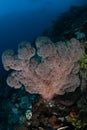 Large Soft Coral Colony on Deep Reef in Indonesia Royalty Free Stock Photo