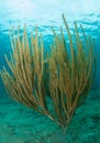 Large Soft Coral in Shallow Water