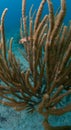 Large Soft Coral in Shallow Water