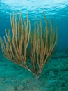 Large Soft Coral in Shallow Water