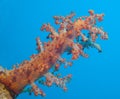 Large soft coral on a tropical coral reef Royalty Free Stock Photo