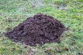 Large soil mole hill