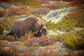 Bull Musk Ox Grazing