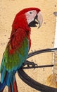 Colourful Macaw Parrot in Cafe in the backstreets of Rhodes Walled Town