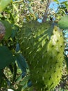 Large Soursop Suspended by Stem