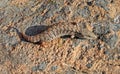 Large Southern Alligator Lizard, Woodland Alligator Lizard, Elgaria multicarinata webbii