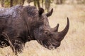 Large Southern White Rhino bull comes back covered in mud Royalty Free Stock Photo