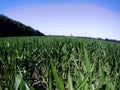 Green field of corn