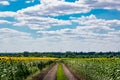 A large spacious field with blooming yellow sunflowers with large green leaves. Beautiful blue sky with clouds. Colorful landscape Royalty Free Stock Photo