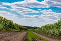 A large spacious field with blooming yellow sunflowers with large green leaves. Beautiful blue sky with clouds. Colorful landscape Royalty Free Stock Photo