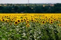 A large spacious field with blooming yellow sunflowers with large green leaves. Beautiful blue sky with clouds. Colorful landscape Royalty Free Stock Photo