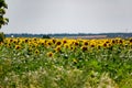 A large spacious field with blooming yellow sunflowers with large green leaves. Beautiful blue sky with clouds. Colorful landscape Royalty Free Stock Photo