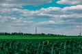 A large spacious field with blooming yellow sunflowers with large green leaves. Beautiful blue sky with clouds. Colorful landscape Royalty Free Stock Photo