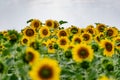 A large spacious field with blooming yellow sunflowers with large green leaves. Beautiful blue sky with clouds. Colorful landscape Royalty Free Stock Photo