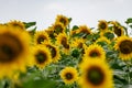 A large spacious field with blooming yellow sunflowers with large green leaves. Beautiful blue sky with clouds. Colorful landscape Royalty Free Stock Photo