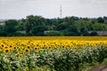 A large spacious field with blooming yellow sunflowers with large green leaves. Beautiful blue sky with clouds. Colorful landscape Royalty Free Stock Photo