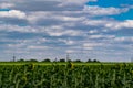 A large spacious field with blooming yellow sunflowers with large green leaves. Beautiful blue sky with clouds. Colorful landscape Royalty Free Stock Photo