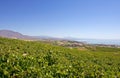 Large Spanish vineyards overlooking Duquesa Manilva through to M Royalty Free Stock Photo
